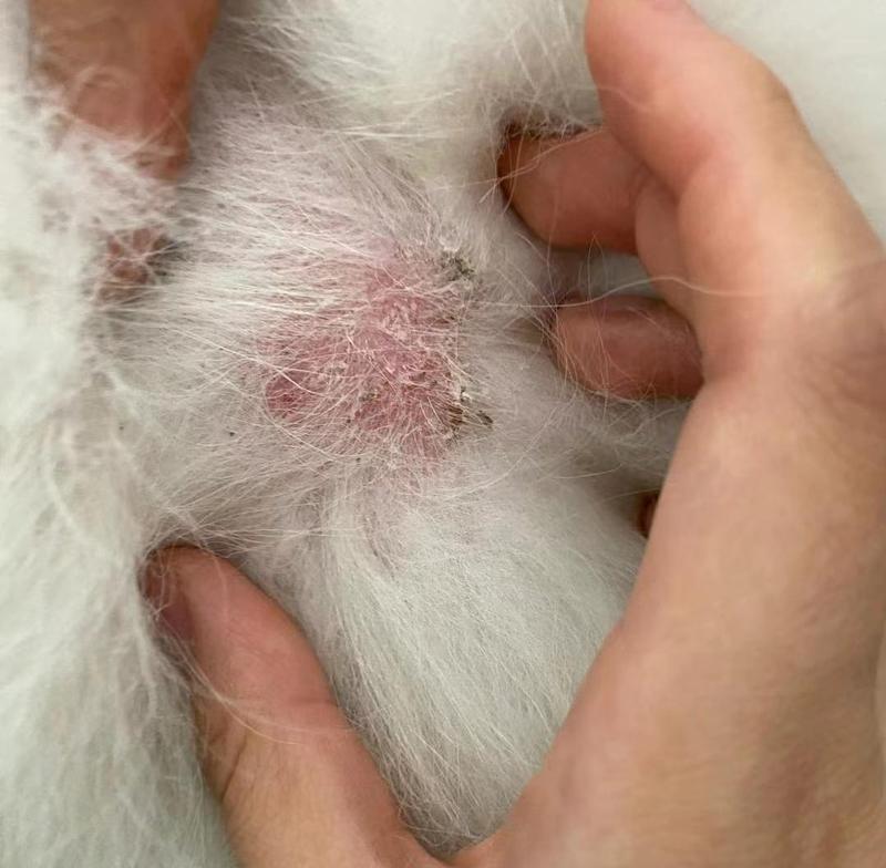 狗狗常见皮肤病及预防措施｜实用指南