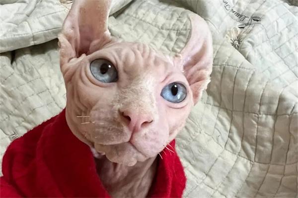 猫咪老年痴呆症状全攻略|识别与护理要点 猫咪老年痴呆的症状有哪些?