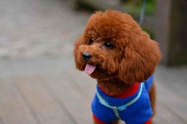 狗狗空嚼是什么原因? 狗狗空嚼是什么原因?