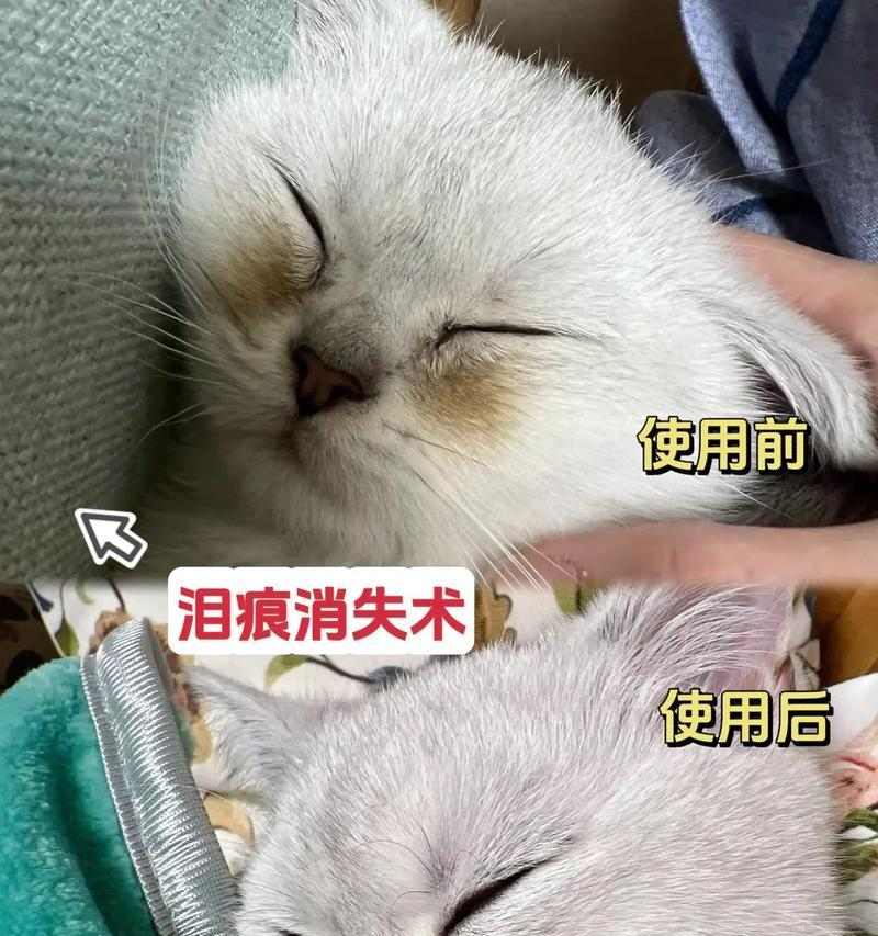 治疗狗狗眼屎多泪痕重的五个有效方法(有效无副作用的方法帮助治疗狗狗眼屎多泪痕重) 治疗狗狗眼屎多泪痕重的五个有效方法(有效无副作用的方法帮助治疗狗狗眼屎多泪痕重)