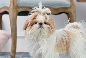 探索长毛狮子狗的品种之谜（探索长毛狮子狗的多样性与特征）