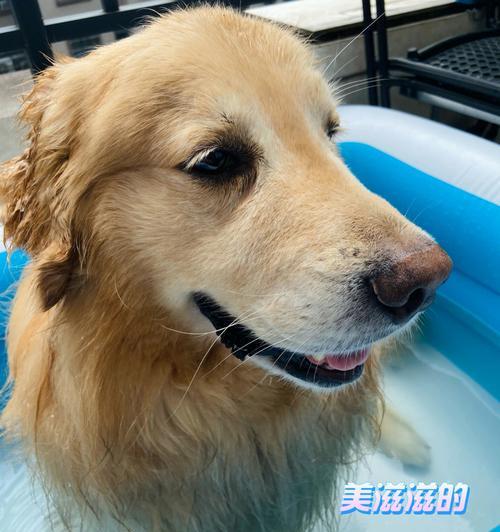 金毛洗澡频率探讨（探究金毛洗澡的最佳频率及注意事项）