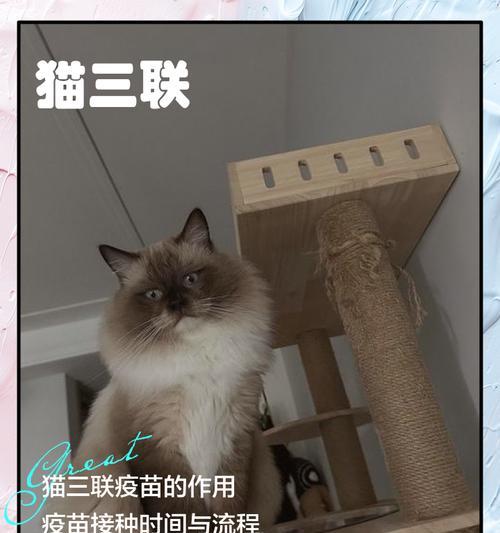以猫三联打多久?(探讨猫咪在玩耍时持续三连击的时间) 以猫三联打多久?(探讨猫咪在玩耍时持续三连击的时间)