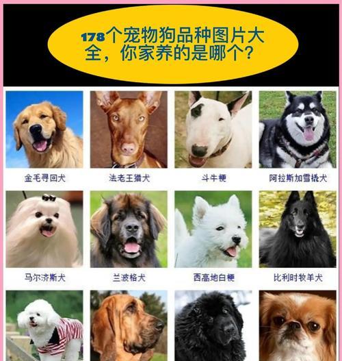 新手养狗指南（为您解答养狗初期的疑问，让您的狗狗养育之路更加顺利）