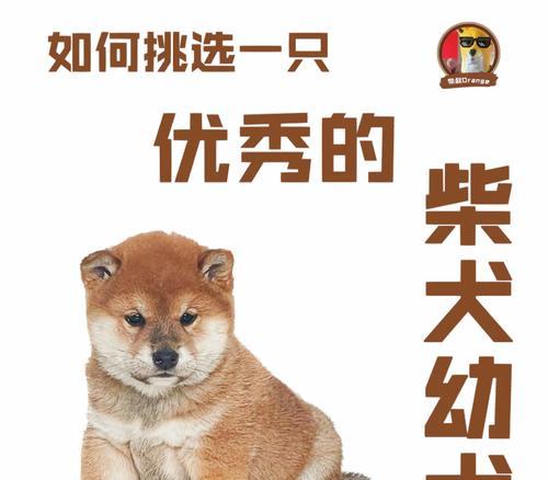 新手养狗指南（为您解答养狗初期的疑问，让您的狗狗养育之路更加顺利）