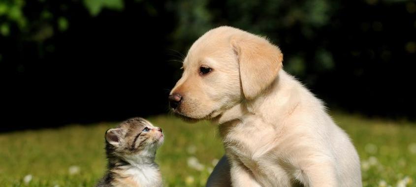 金毛繁殖过程中小狗的孕育时间及注意事项(金毛配种后多久能生小狗?) 金毛繁殖过程中小狗的孕育时间及注意事项(金毛配种后多久能生小狗?)