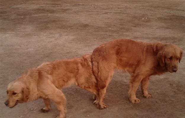 金毛犬繁殖全过程详解｜孕育时间及注意事项全攻略