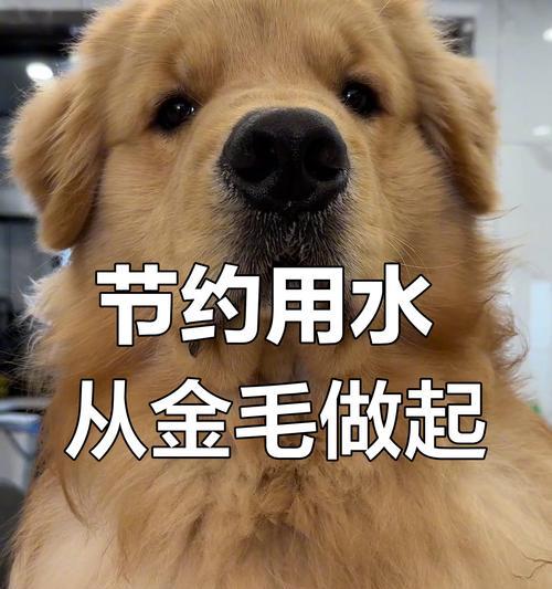金毛洗澡频率指南｜科学护理让狗狗更健康