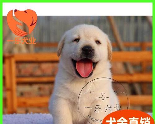 好养又可爱的短毛狗品种大全(选择短毛狗的关键是什么?) 好养又可爱的短毛狗品种大全(选择短毛狗的关键是什么?)