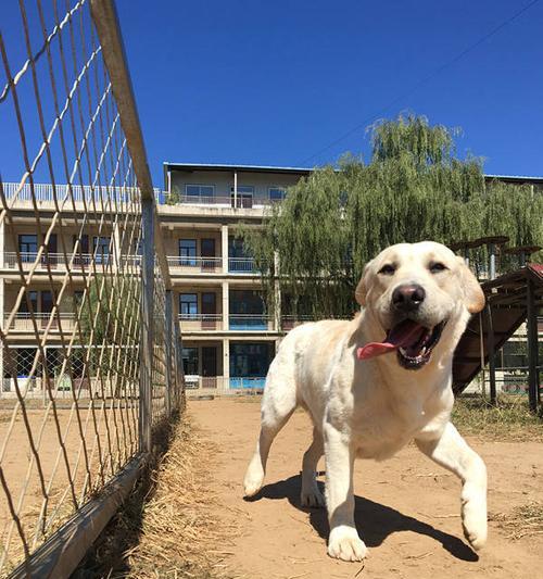 好养又可爱的短毛狗品种全攻略｜选择短毛狗的关键