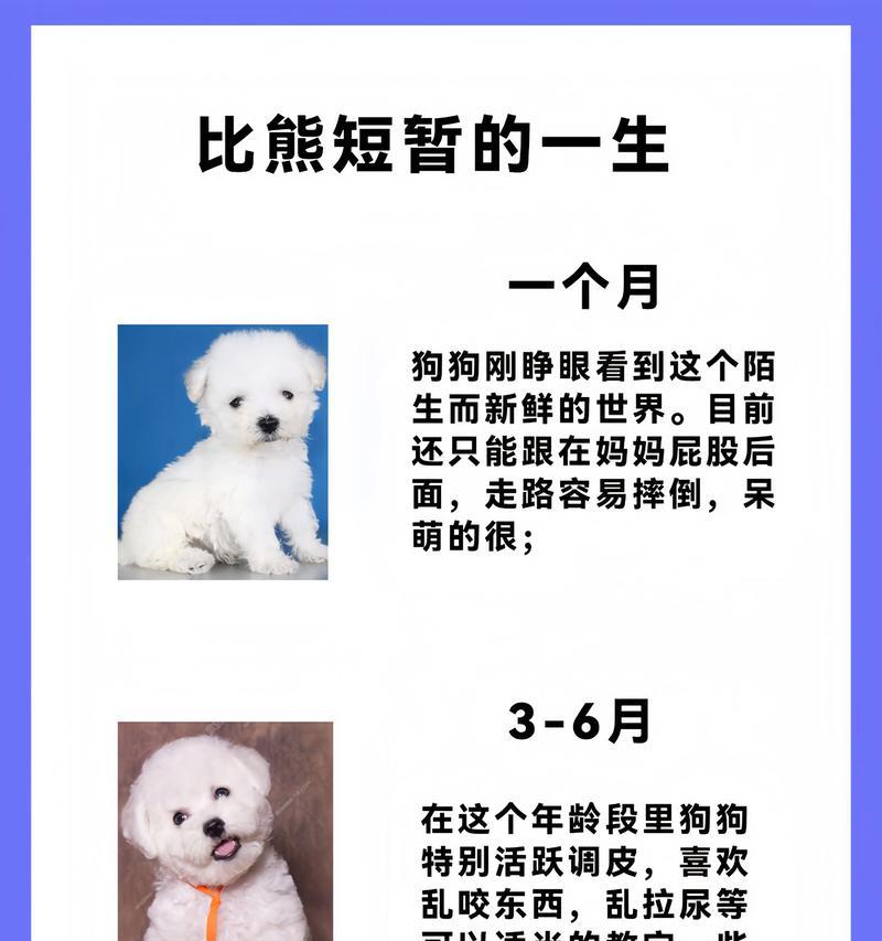 比熊犬的年龄与饮食需求（根据年龄合理喂养比熊犬，）