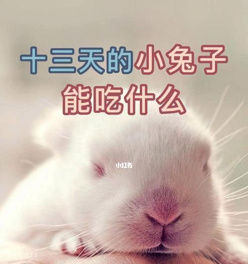 兔子饲养之喂养周期与销售时机（合理喂养周期下的兔子销售策略）