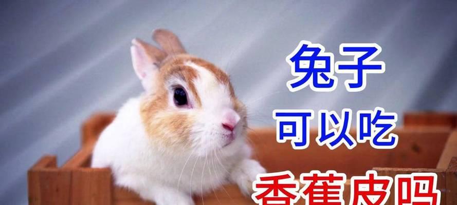 兔子饲养周期与销售时机实用指南｜科学养殖提升效益