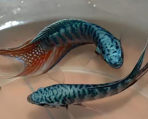 混养动物的乐趣与挑战（探索多种动物混养的奇妙世界）