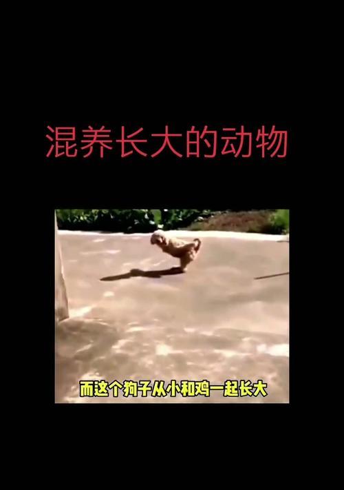 混养动物的乐趣与挑战（探索多种动物混养的奇妙世界）