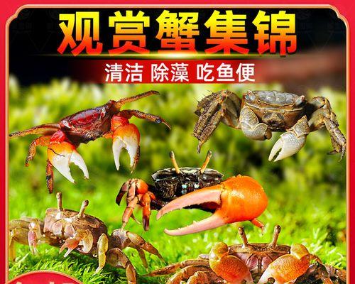 混养动物的乐趣与挑战｜动物共处实用指南