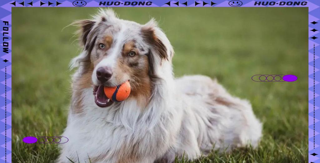 幼犬能吹空调多久？（探讨幼犬在不同环境下使用空调的时间限制）