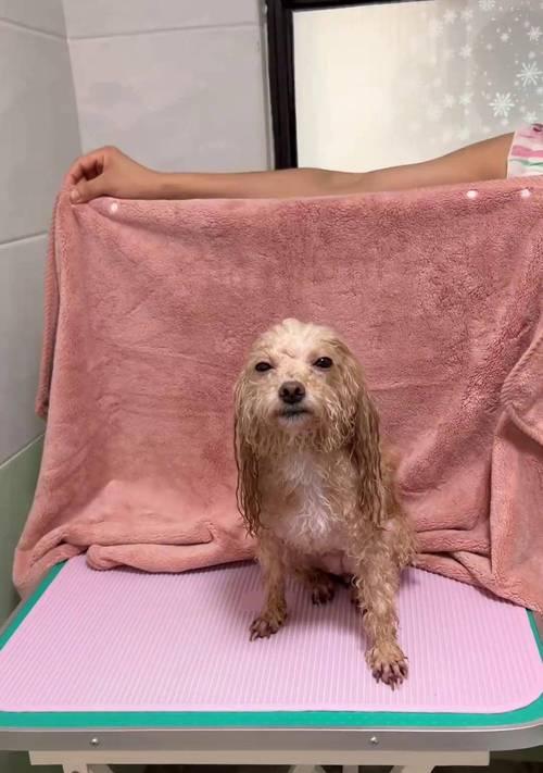 幼犬能吹空调多久？（探讨幼犬在不同环境下使用空调的时间限制）