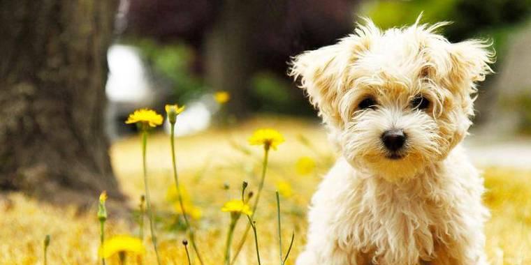 如何准确辨认一只泰迪犬是否是纯种（通过6个关键指标轻松识别泰迪犬的纯种程度）