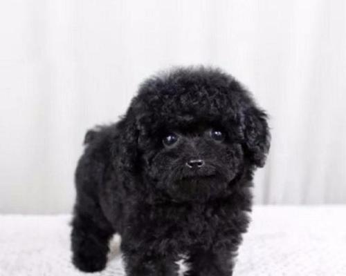 如何准确辨认一只泰迪犬是否是纯种（通过6个关键指标轻松识别泰迪犬的纯种程度）