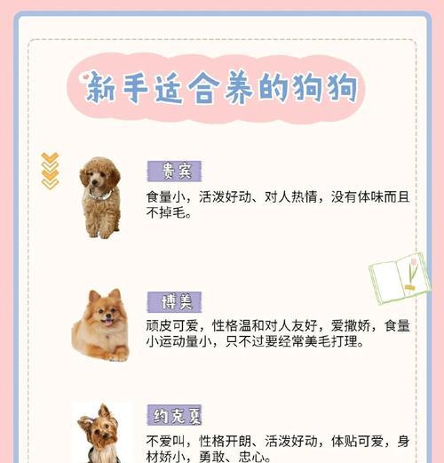 泰迪犬纯种辨识全攻略｜6个关键指标帮你判断