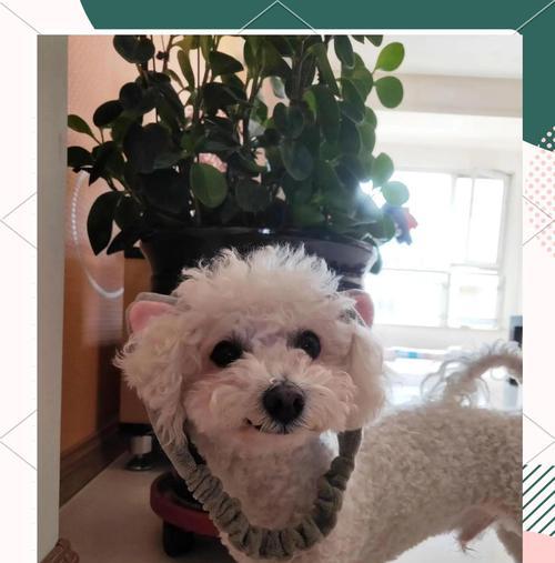 比熊犬不同年龄阶段饮食需求｜实用喂养指南