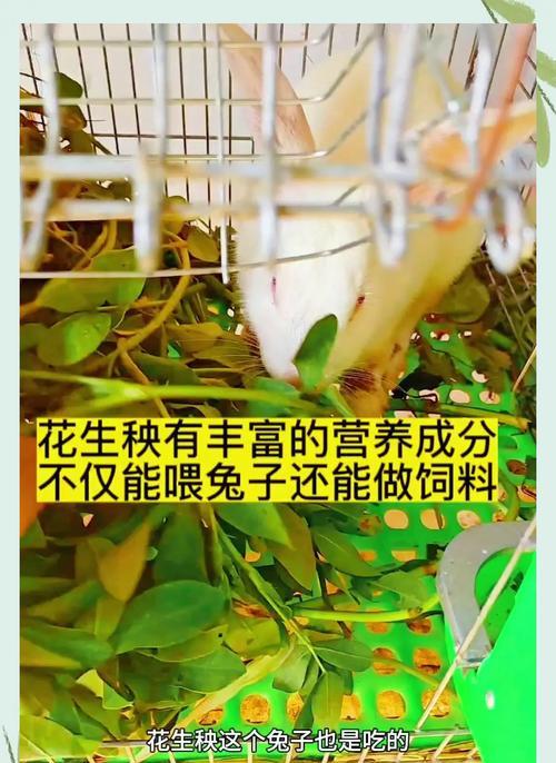 兔子饲养之喂养周期与销售时机（合理喂养周期下的兔子销售策略）