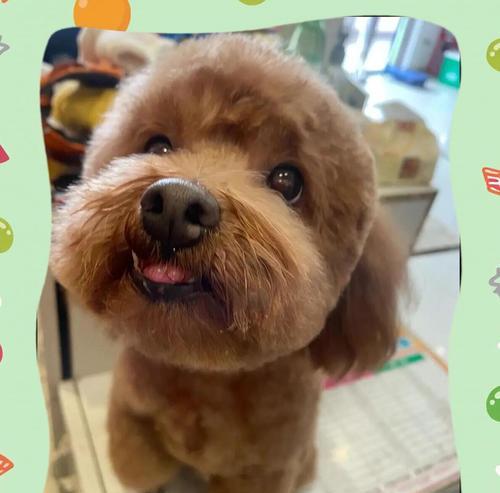 泰迪犬生产后多久可以洗澡？（了解泰迪犬生产后洗澡的适当时间及注意事项）