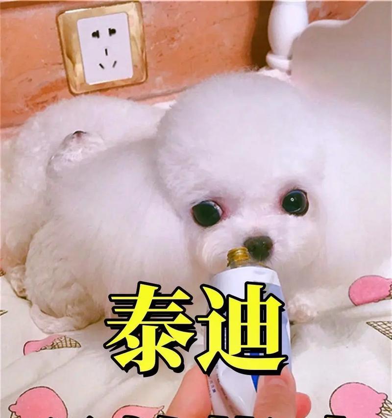 泰迪犬生产后洗澡时机与护理指南｜科学照料全攻略