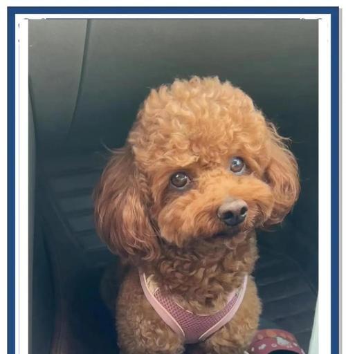 小心！泰迪不能吃的水果有哪些？（了解泰迪不能吃的水果，守护宠物健康）