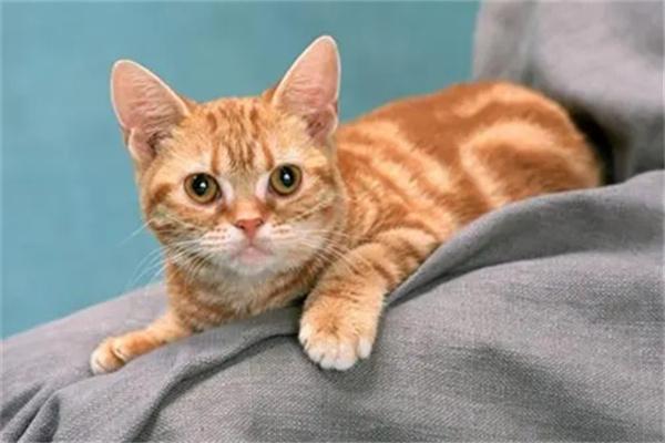 猫咪打疫苗后要查抗体吗? 猫咪打疫苗后要查抗体吗?