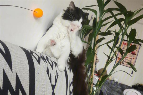 猫咪有时间观念吗? 猫咪有时间观念吗?