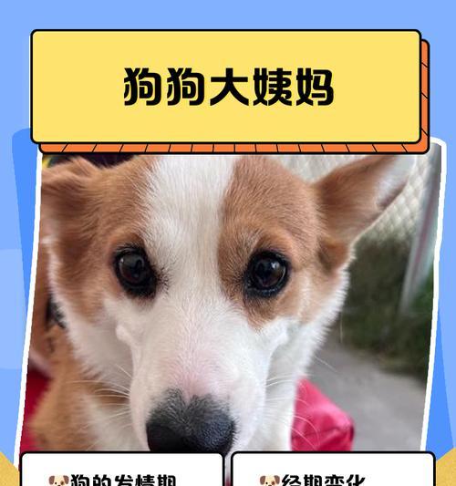 大狗的月经周期全攻略｜了解生理健康与繁殖管理