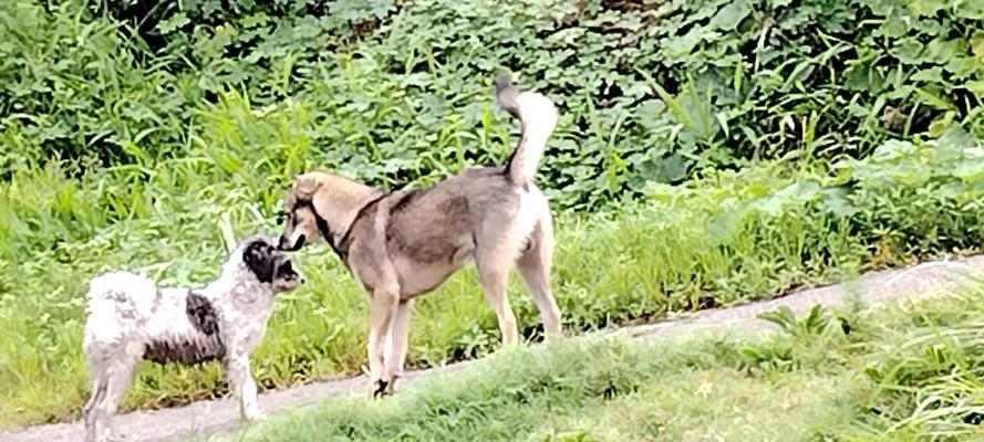 小狗看门全攻略|忠诚守护家园的门卫职责 小狗看门全攻略|忠诚守护家园的门卫职责