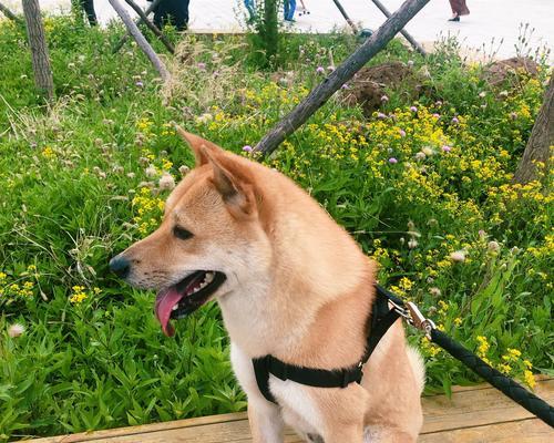 小狗看门全攻略|忠诚守护家园的门卫职责 小狗看门全攻略|忠诚守护家园的门卫职责