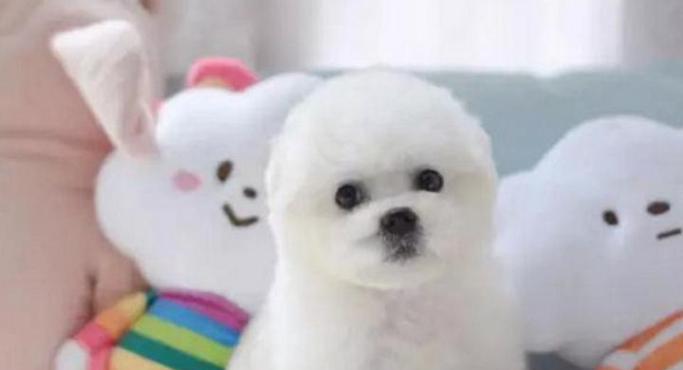 宠物狗感冒怎么办|快速缓解症状的实用指南 宠物狗感冒怎么办|快速缓解症状的实用指南