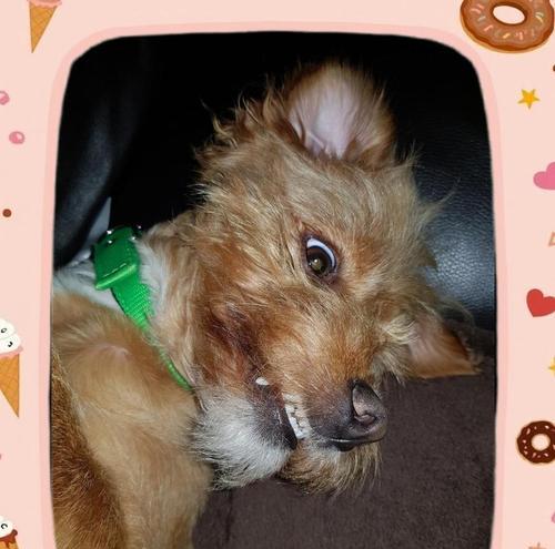 宠物狗感冒怎么办|快速缓解症状的实用指南 宠物狗感冒怎么办|快速缓解症状的实用指南