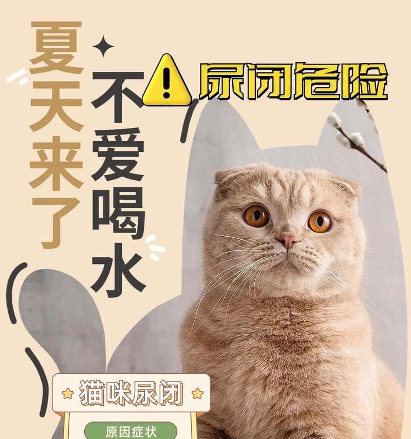 猫咪不爱喝水的原因及改善方法｜实用指南