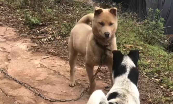 狗狗突然攻击人原因全攻略｜行为解析与应对技巧