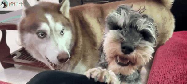 狗狗突然攻击人原因全攻略｜行为解析与应对技巧