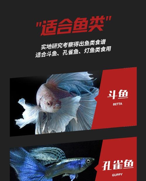 燕鱼与孔雀鱼和谐共处全攻略|斗鱼共存技巧 燕鱼与孔雀鱼和谐共处全攻略|斗鱼共存技巧