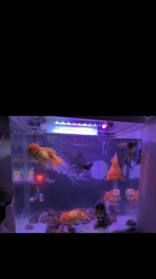 燕鱼与孔雀鱼和谐共处全攻略|斗鱼共存技巧 燕鱼与孔雀鱼和谐共处全攻略|斗鱼共存技巧