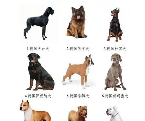 全球十大护卫犬品种全攻略|了解优秀护卫犬特点 全球十大护卫犬品种全攻略|了解优秀护卫犬特点