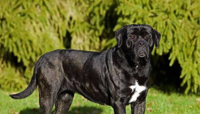 全球十大护卫犬品种全攻略|了解优秀护卫犬特点 全球十大护卫犬品种全攻略|了解优秀护卫犬特点