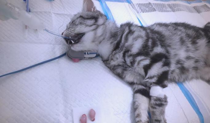 猫绝育后狂躁期多长时间｜实用指南