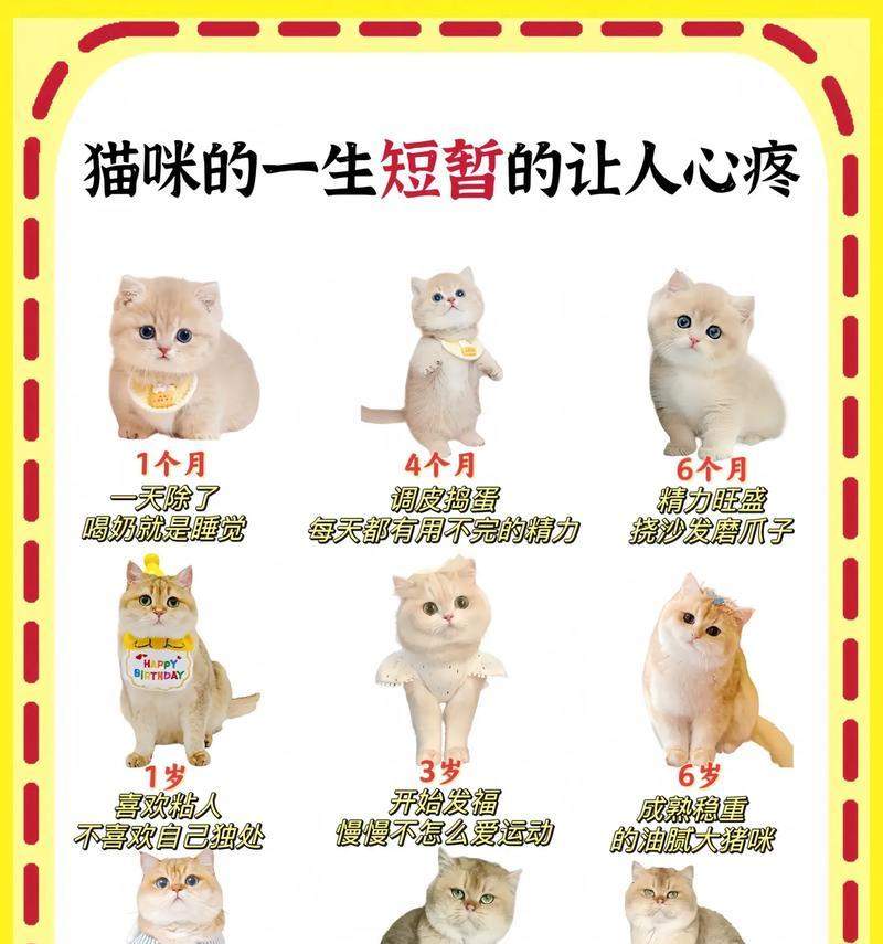 如何通过牙齿变化判断猫咪年龄|实用指南 如何通过牙齿变化判断猫咪年龄|实用指南