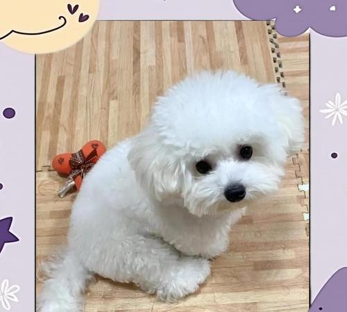 比熊洗澡频率全攻略|科学护理让宠物更健康 比熊洗澡频率全攻略|科学护理让宠物更健康