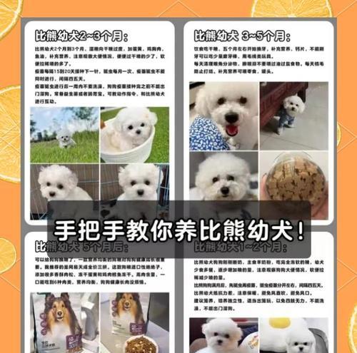 比熊洗澡频率全攻略|科学护理让宠物更健康 比熊洗澡频率全攻略|科学护理让宠物更健康