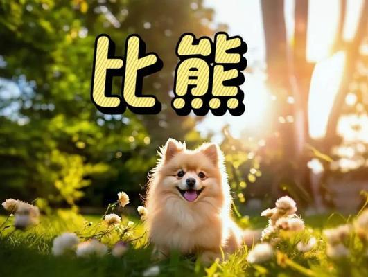比熊洗澡频率全攻略｜科学护理让宠物更健康