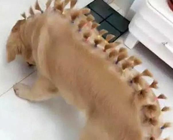 金毛狗月经后最佳配狗时机|实用指南 金毛狗月经后最佳配狗时机|实用指南